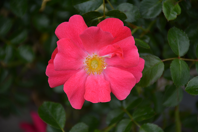 Flower Carpet Pink Supreme Rose (Rosa 'Flower Carpet Pink Supreme') at Country Basket Garden Centre