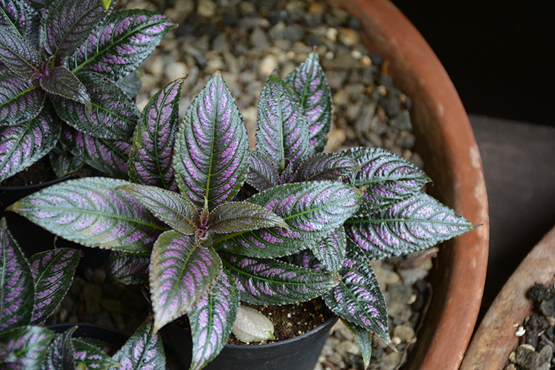 Persian Shield (Strobilanthes dyerianus) at Country Basket Garden Centre