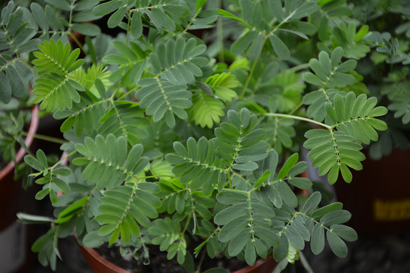 Sensitive Plant (Mimosa pudica) at Country Basket Garden Centre
