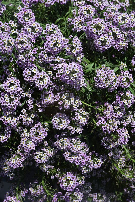 Stream Lavender Sweet Alyssum (Lobularia maritima 'Stream Lavender') at Country Basket Garden Centre