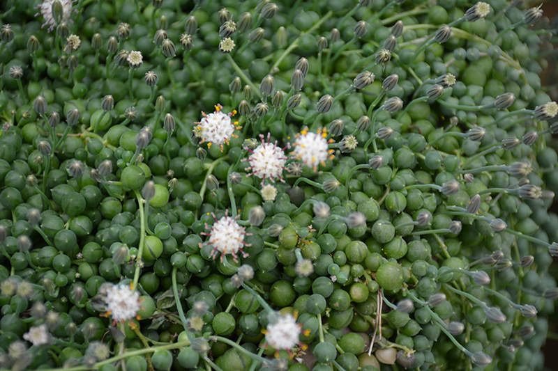 String Of Pearls (Senecio rowleyanus) at Country Basket Garden Centre