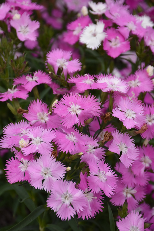 First Love Pinks (Dianthus 'First Love') at Country Basket Garden Centre