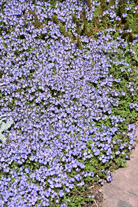 Crystal River Speedwell (Veronica 'Reavis') at Country Basket Garden Centre