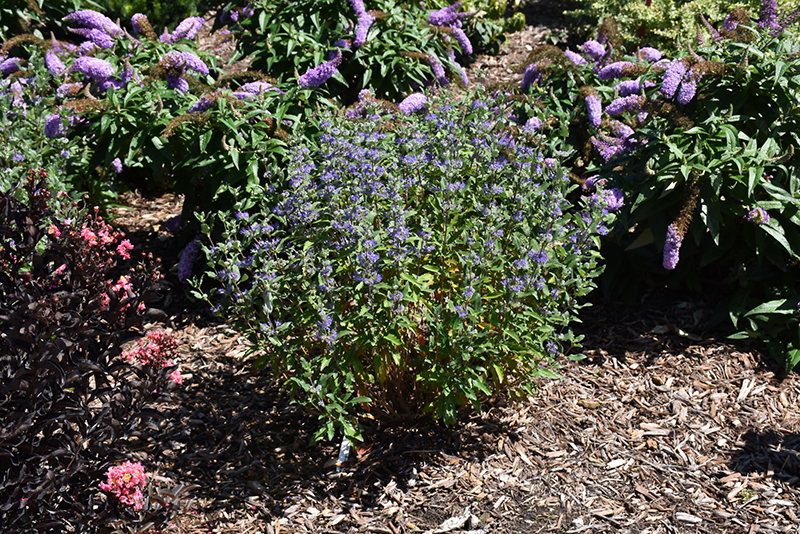 Beyond Midnight Caryopteris (Caryopteris x clandonensis 'CT-9-12') at Country Basket Garden Centre