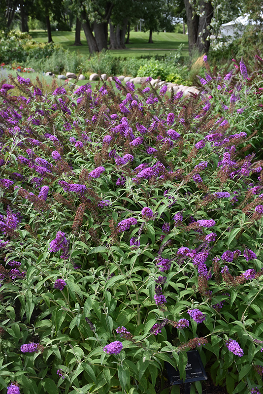 Buzz Purple Butterfly Bush (Buddleia davidii 'Buzz Purple') at Country Basket Garden Centre