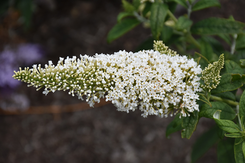 Pugster White Butterfly Bush (Buddleia 'SMNBDW') at Country Basket Garden Centre