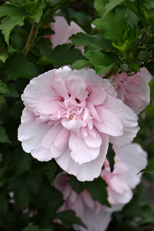 Pink Chiffon Rose of Sharon (Hibiscus syriacus 'JWNWOOD4') at Country Basket Garden Centre