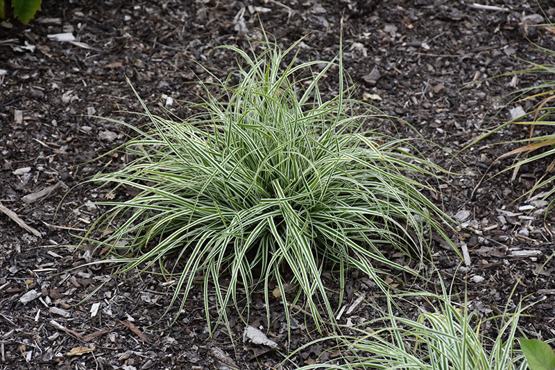 EverColor Everest Japanese Sedge (Carex oshimensis 'Carfit01') at Country Basket Garden Centre