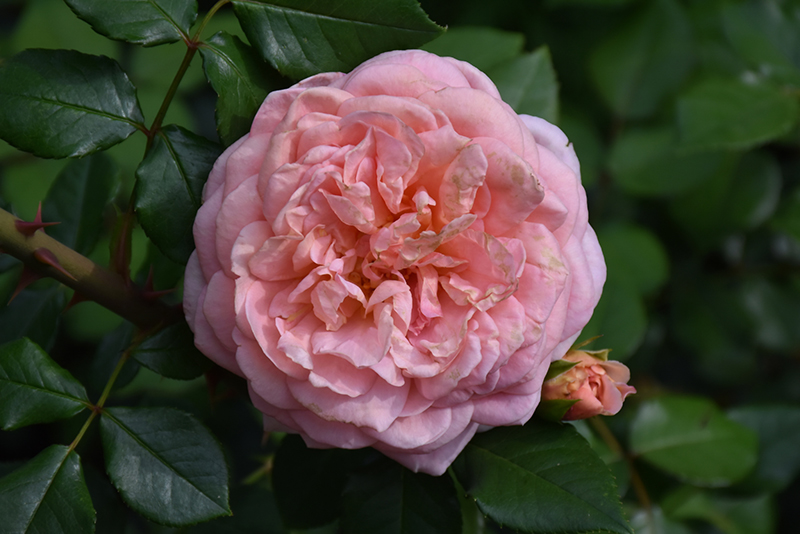 Abraham Darby Rose (Rosa 'Abraham Darby') at Country Basket Garden Centre