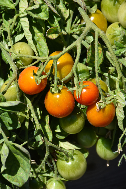 Tumbler Tomato (Solanum lycopersicum 'Tumbler') at Country Basket Garden Centre